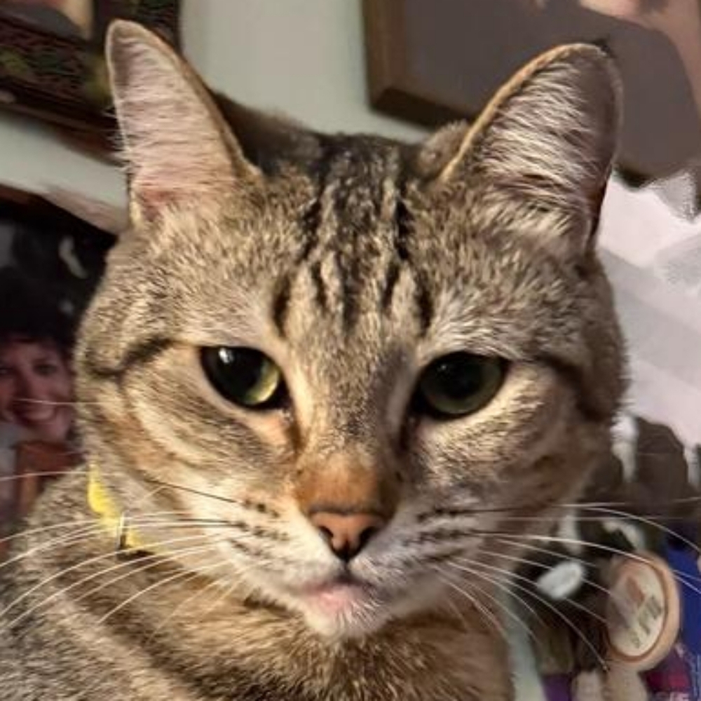 Your Posher, Court says $4.99 Shipping On EVERYTHING!!